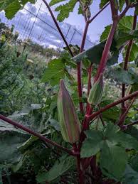 オクラの種子 – 新鮮な家庭用ガーデン植え付け用
