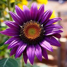 Sunflower Seeds for Planting to Plant purple