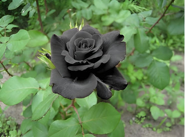 Rare Rose Seeds, Rose Seeds for Planting Black