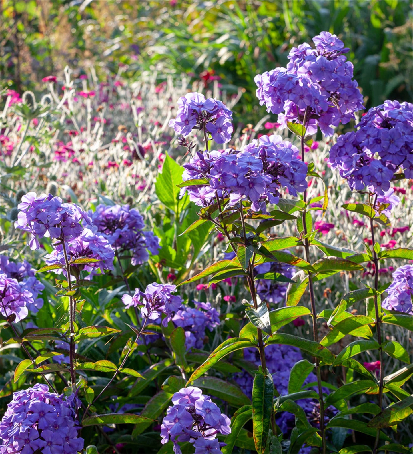 Rare Phlox Flower Seeds – Purple for Planting
