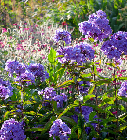 Rare Phlox Flower Seeds – Purple for Planting