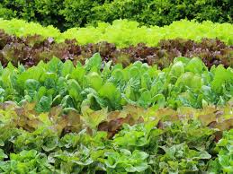 Lettuce Seed Collection