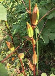 Graines de gombo – Plantation fraîche pour jardin à la maison