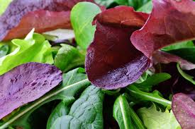 Lettuce Seed Collection