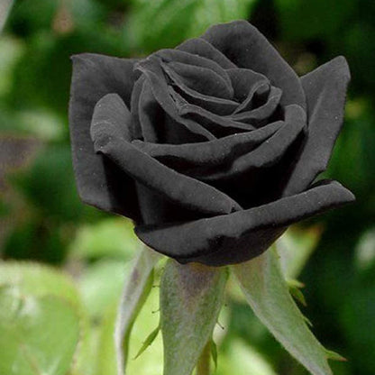 Rare Rose Seeds, Rose Seeds for Planting Black