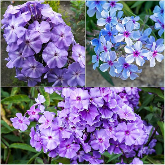 Rare Phlox Flower Seeds – Purple for Planting