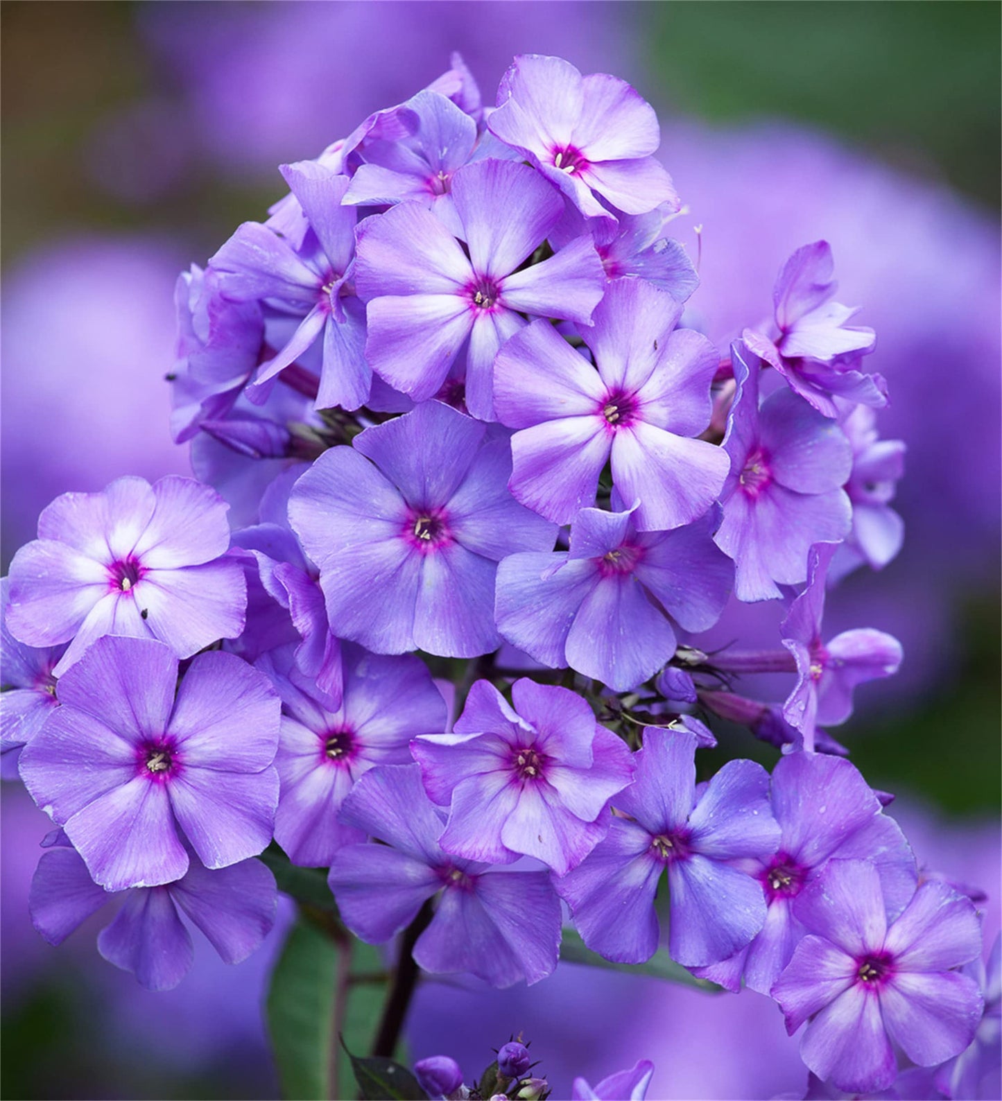 Rare Phlox Flower Seeds – Purple for Planting