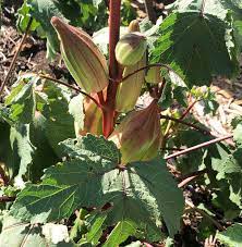 Graines de gombo – Plantation fraîche pour jardin à la maison
