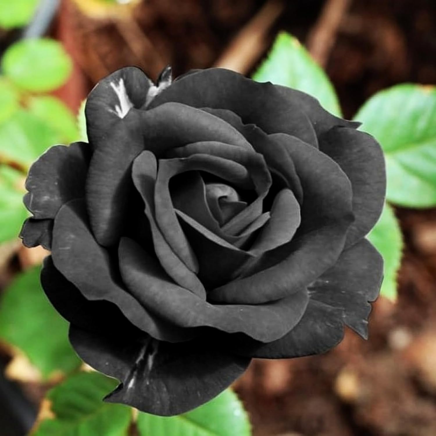 black jade rose seeds Rare Black Rose Seeds for Planting – Heirloom, Non-GMO, Unique, Perenn – Pure Asia Seeds
