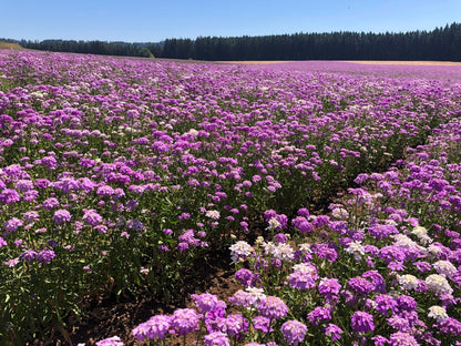 Candytuft Wildflower Seeds Tall Mix