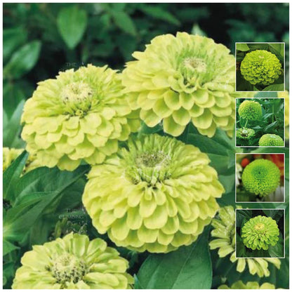 Zinnia Lime Green Flower Seeds for Planting – Fresh Annual Blooms