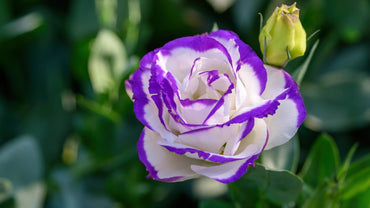 Fresh Lisianthus Flower Seeds for Stunning Blooms