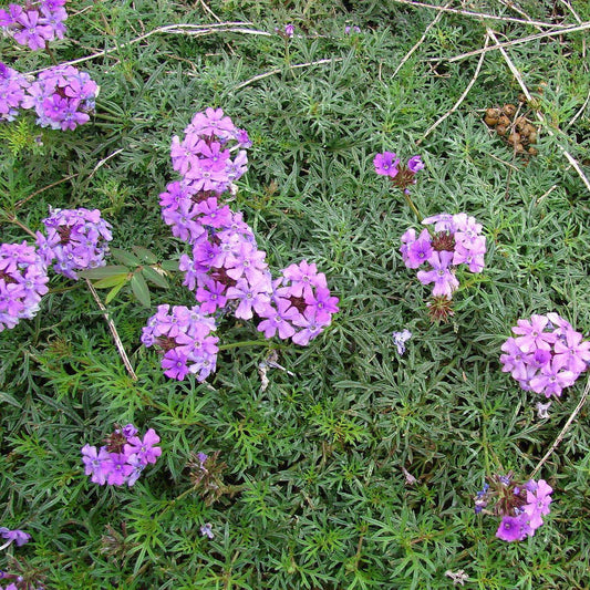 Moss Verbena Flower Seeds