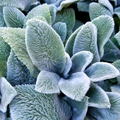 Lamb's Ears Herb Seeds