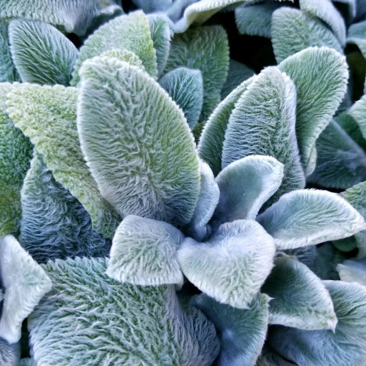 Lamb's Ears Herb Seeds