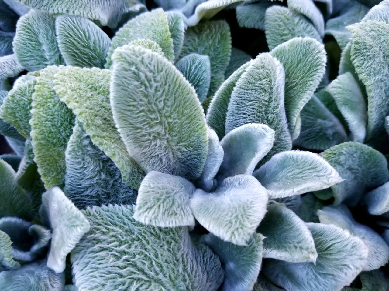 Lamb's Ears Herb Seeds