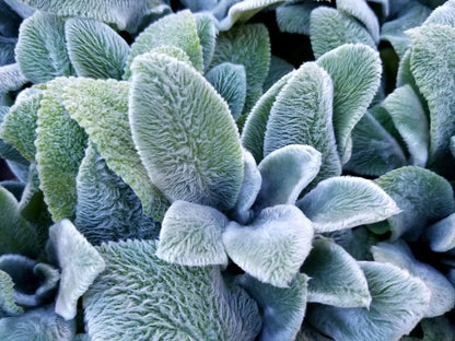 Lamb's Ears Herb Seeds