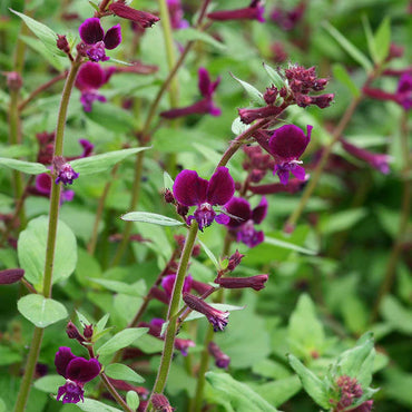 Cuphea 'Purple Passion' Flower Seeds