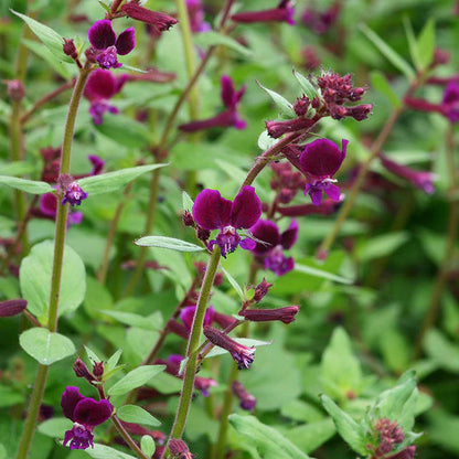 Cuphea 'Purple Passion' Flower Seeds
