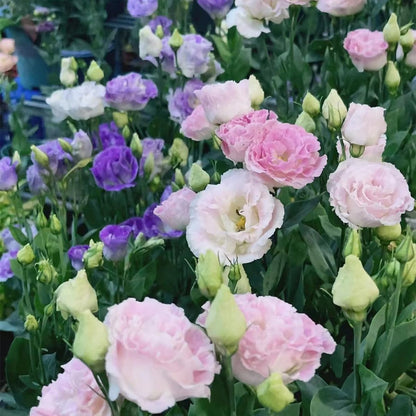Non GMO Lisianthus Seeds for Colorful Flowers