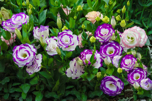Easy to Grow Lisianthus Seeds for Every Garden