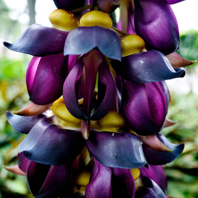 Mucuna Sempervirens Flower Seeds