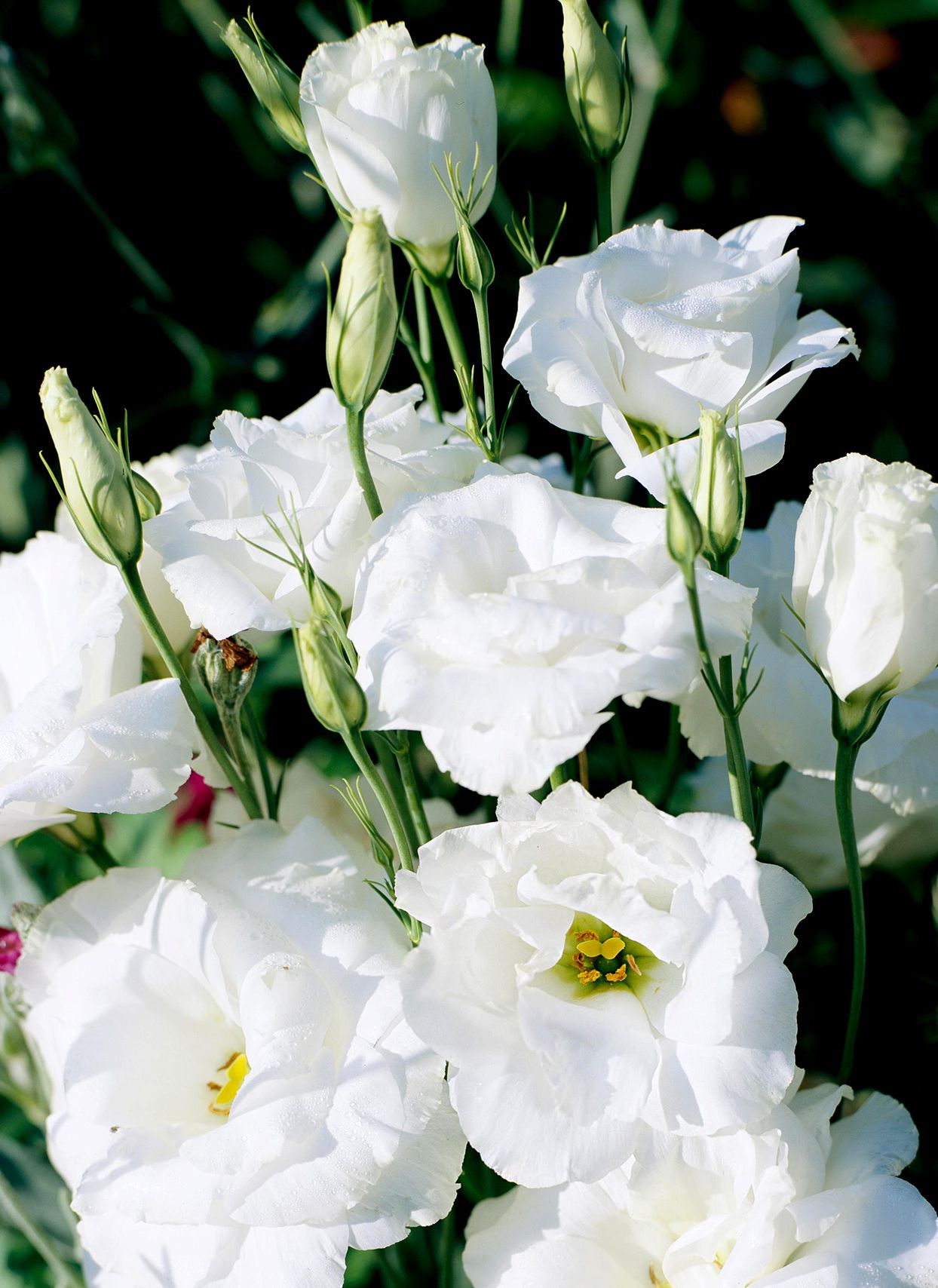 Easy to Grow Lisianthus Seeds for Every Garden