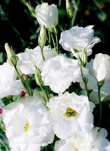 Easy to Grow Lisianthus Seeds for Every Garden