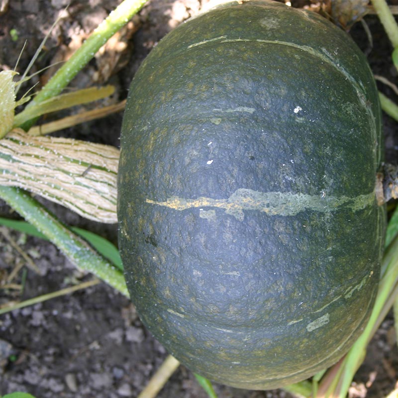 Green Hokkaido Squash  Fruit Seeds