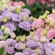 Easy to Grow Lisianthus Seeds for Every Garden