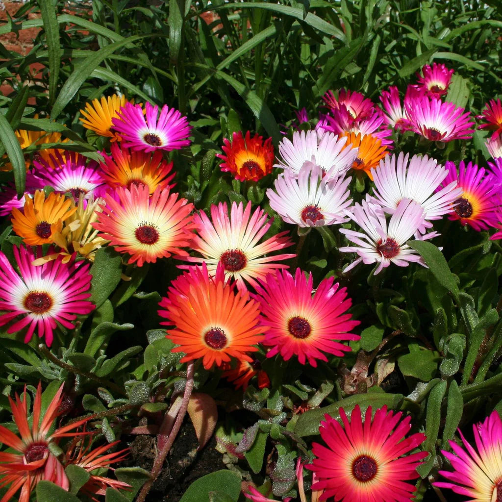 Ice Plant Flower Seeds