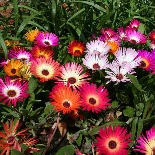 Ice Plant Flower Seeds