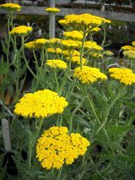 yarrow flower seeds yellow