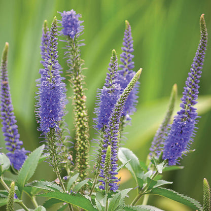 Veronica Spicata Planting for Vibrant Blooms  Seeds for a Lush and Colorful Garden
