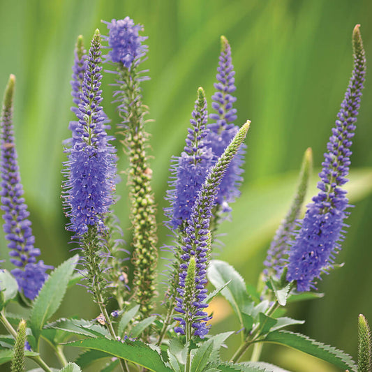 Veronica Spicata Planting for Vibrant Blooms  Seeds for a Lush and Colorful Garden