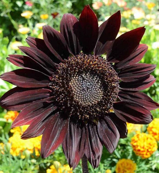 Sunflower Seeds for Planting to Plant Thick Red