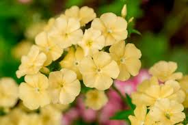 Phlox Seeds – Yellow Flower Variety