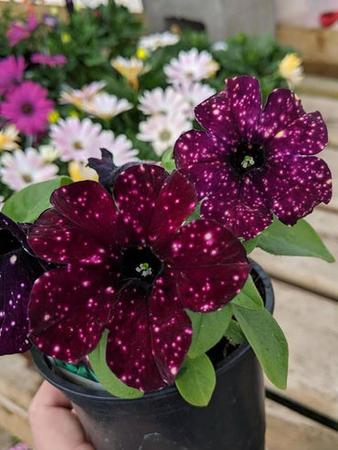 Petunia Hybrid Flower Seeds Maroon