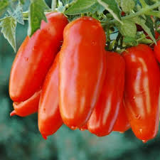 Semi di San Marzano – Piantagione di pomodori