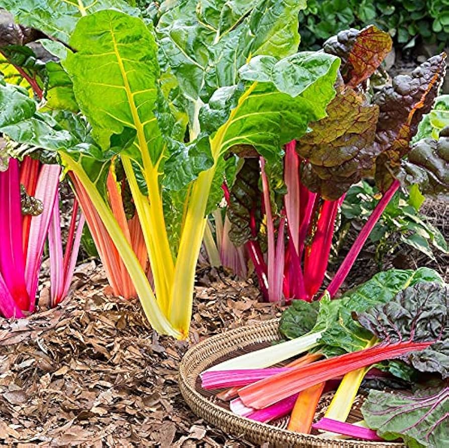 Semi di Bietola – Varietà Arcobaleno