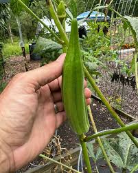 Semi di okra ibridi