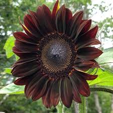 Sunflower Seeds for Planting to Plant Thick Red