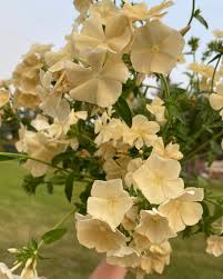 Phlox Seeds – Yellow Flower Variety