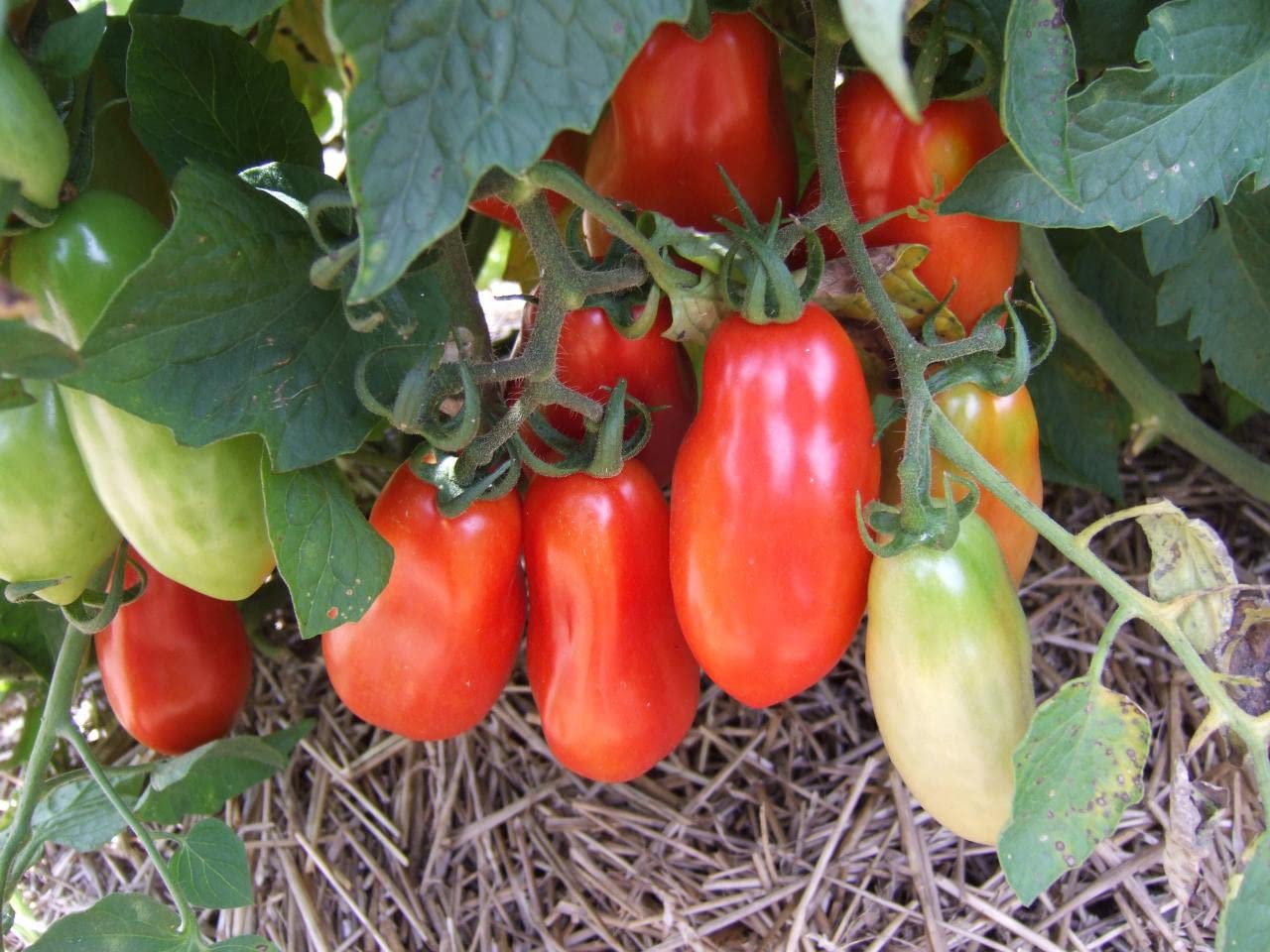 Semi di San Marzano – Piantagione di pomodori