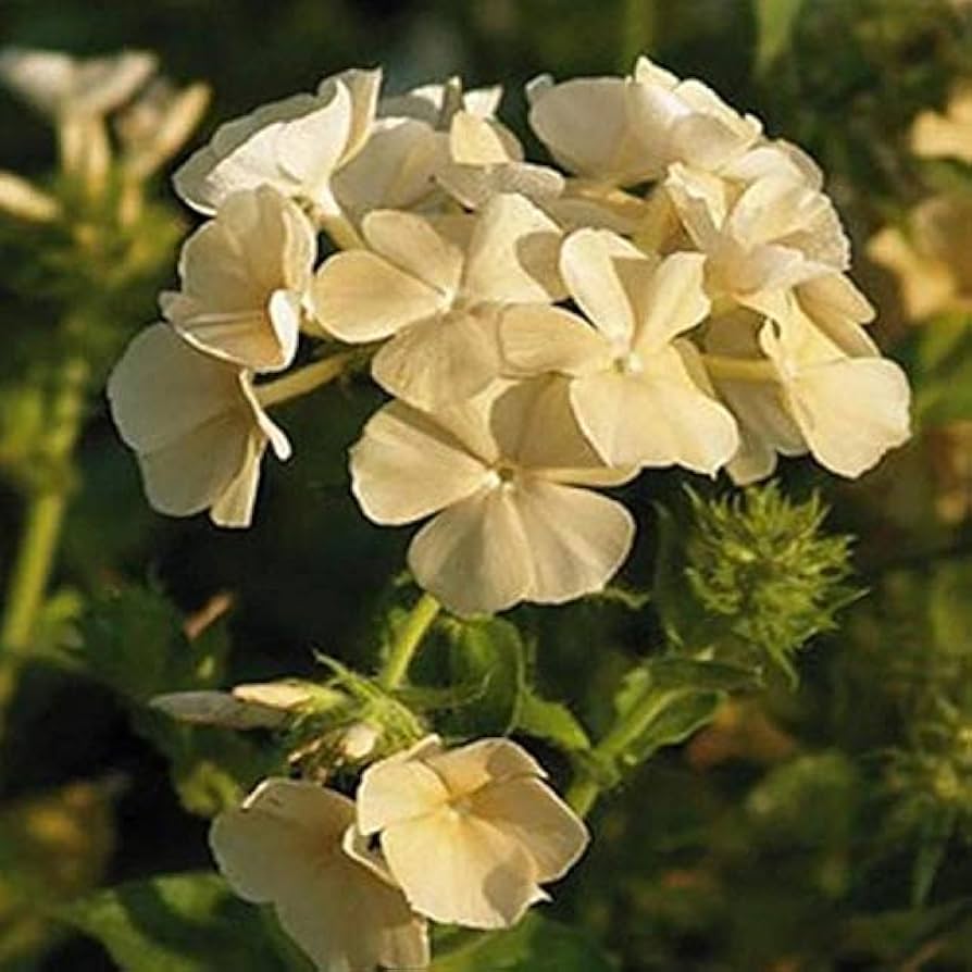Phlox Seeds – Yellow Flower Variety