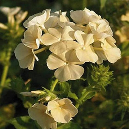 Phlox Seeds – Yellow Flower Variety