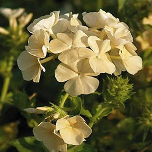 Phlox Seeds – Yellow Flower Variety