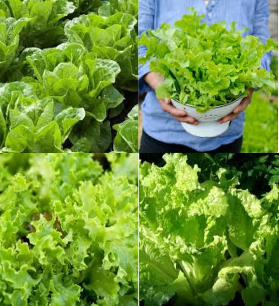 Lettuce (Lactuca sativa) Seeds for Planting – Heirloom, Non-GMO, Indoor & Outdoor, Hydroponic-Friendly