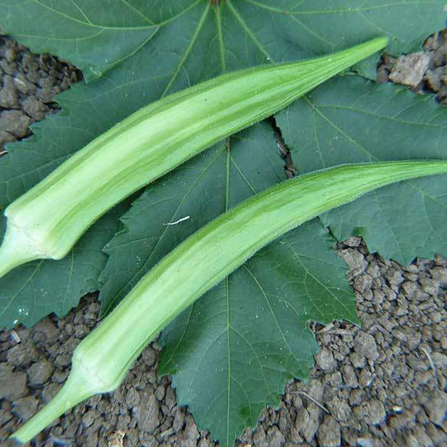 Semi di okra ibridi
