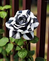 Black and White Rose Seeds – Rare Garden Varieties